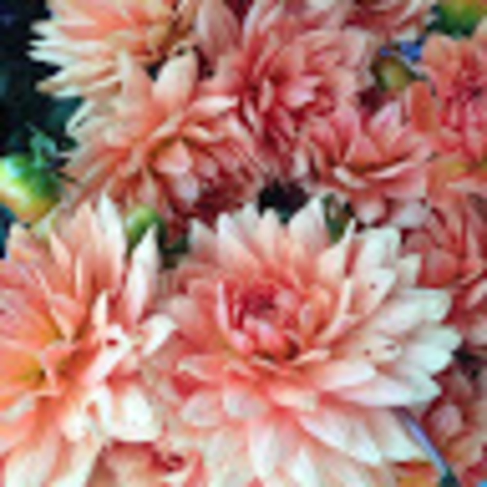 Meet your Posher, Vivian